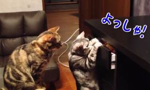 おやつがある引き出しを開ける賢い猫