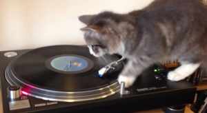 レコードのターンテーブルで遊ぼうとした猫