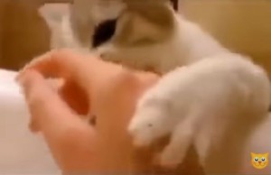 浴槽に浸かっている飼い主を助けようとする猫