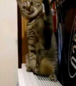 空気清浄機の風を捕まえたい猫