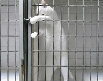 檻の鍵を自力で開けてしま猫