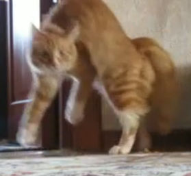 驚きのあまり2本足で逃げる猫