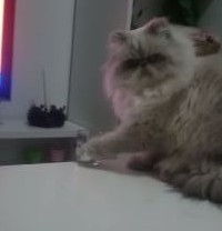 怒られてもコップを落としてしまう猫