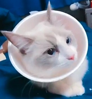 カップヌードルの容器はエリザベスカラーになる