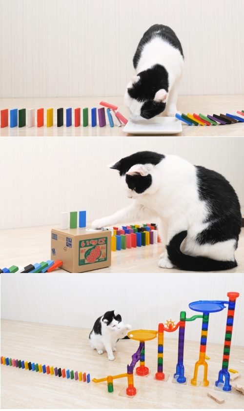 猫がドミノ倒しに絡む動画