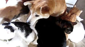 猫に囲まれてる犬