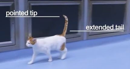 猫の愛護団体責任者が猫のボディランゲージを解説