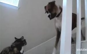 猫が怖くて側を通るのを嫌がる犬たち