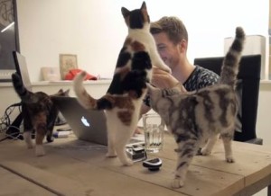 たくさんの猫がオフィスにいる会社の仕事風景