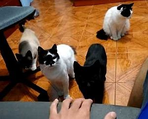 ソファの座面をこする音に興味津々な猫達