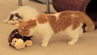 転げるモンキーと猫たち