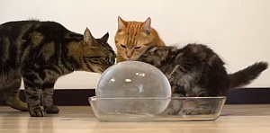 凍らせた水の玉を盛んに舐める猫達