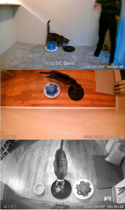 猫はタダ飯が好きで労働は嫌い