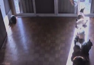 猫達が日差しを求めて座る場所を変えていく様子を微速度撮影