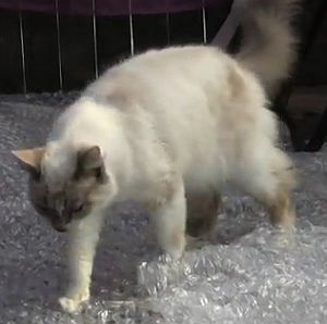 猫がプチプチ床を歩く