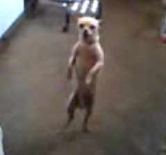 チワワがサルサのリズムで踊る動画