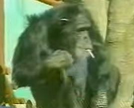 タバコを吸うチンパンジー