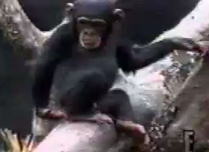 チンパンジーが自分の肛門を触った指の臭いで失神