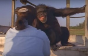 18年ぶりの再会に喜ぶチンパンジーと育ての親