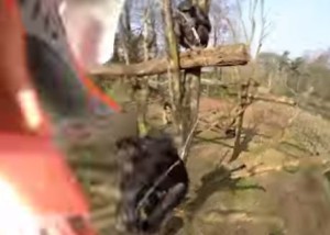 ドローンがウザいので叩き落としたチンパンジー