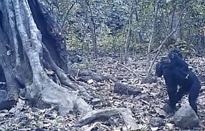 チンパンジーが木に石を投げつける文化を産んでいた