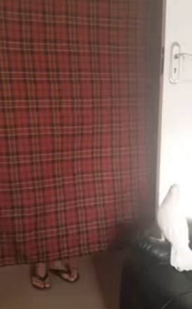 飼い主が消えるマジックを見たオウムの反応