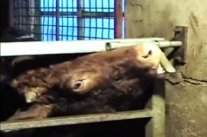 舌で鍵を開ける牛