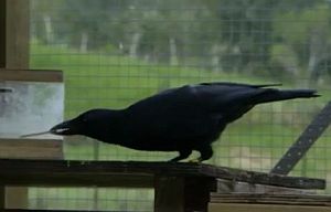 頭のいいカラスが複雑な手順で餌を手に入れる実験
