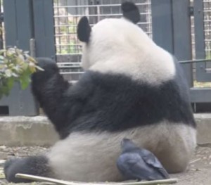 パンダの体毛を引っこ抜くカラス