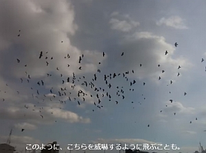 カラスの葬式動画
