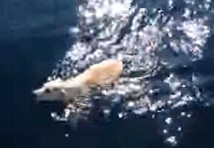 海に落ちた子犬を偶然通りかかったクルーザーが救助