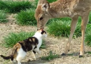 猫を舐めて可愛がる鹿