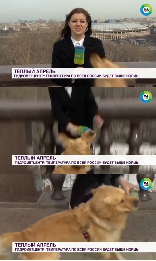 犬がレポーターのマイクを盗む
