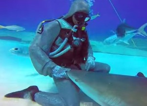 サメを手懐ける女性ダイバー