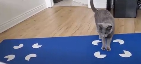 猫は錯視でも四角い場所に入りたがる