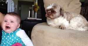 赤ちゃんが泣き出すとすかさず吠えて黙らせる犬