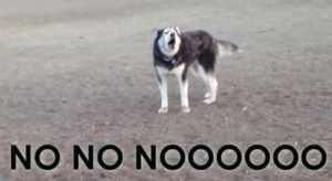 まだ遊びたくて帰るのを拒否して吠え続けるシベリアンハスキー