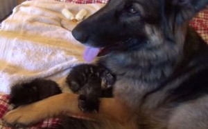 子猫を育てるジャーマンシェパード