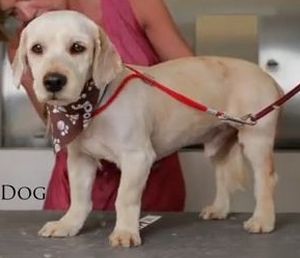 dog-charlie-got-trimed-for-adopting