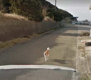 グーグルストリートビューを追いかける犬