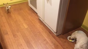 餌を一人で食べたくない犬が取った行動