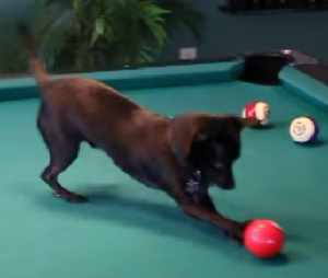 ビリヤードボールを次々にポケットに落とす犬