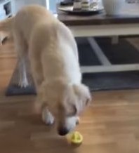 初めてレモンの匂いを嗅いだ犬