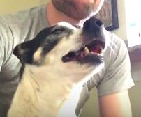 カートゥーンみたいなクシャミをする犬