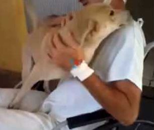 入院中の飼い主と病院の中庭で再会した犬