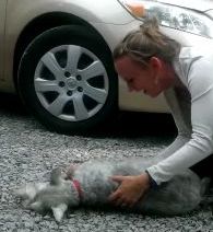 飼い主に再会したのが嬉しすぎて気絶する犬
