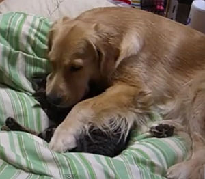 猫を抱えて寝る犬