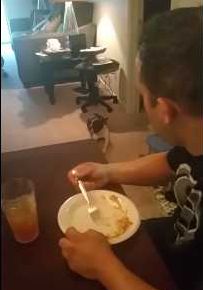 食事する飼い主と視線が合うと目を反らす犬
