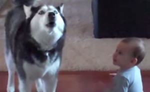 赤ちゃんの泣き声を真似て赤ちゃんを黙らせる犬