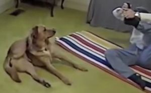 犬が飼い主のヨガの真似をして足を首にかけてみせる